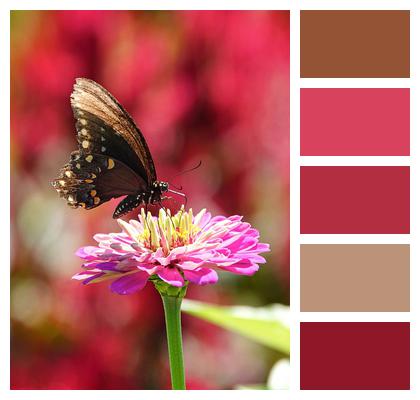 Butterfly Pollination Pink Flower Image